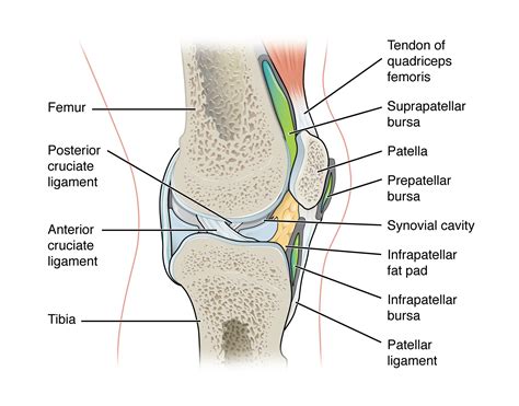 Synovial Joint Knee