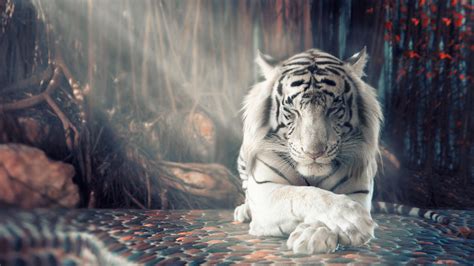 White Tiger Wallpapers | HD Wallpapers | ID #25346