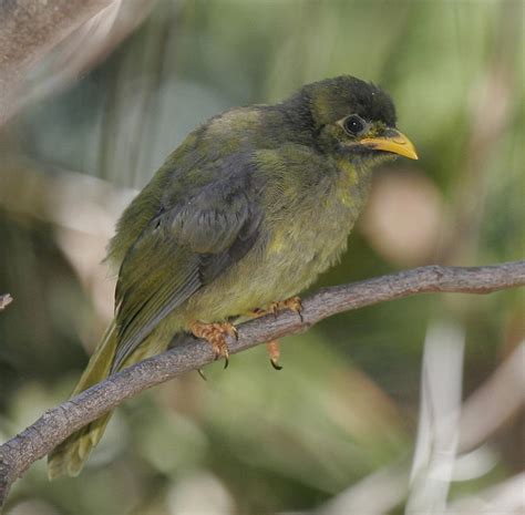 Bellbird Photograph by Masami Iida