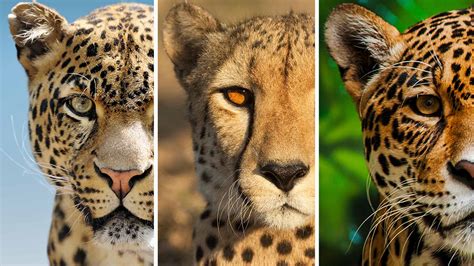 Was ist der Unterschied zwischen Jaguaren, Leoparden und Geparden? - Catit