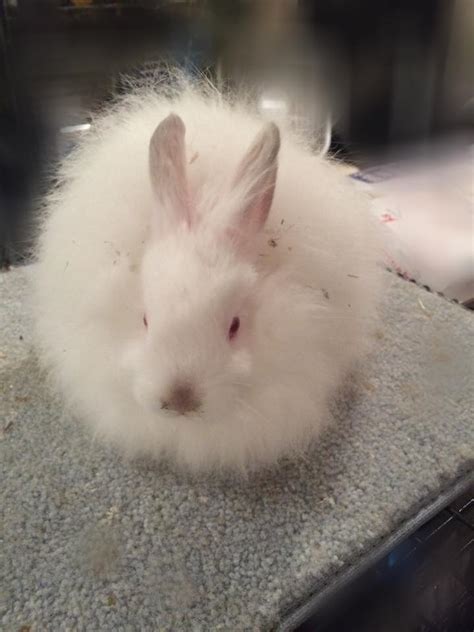 Jersey Wooly Pointed Whites | USA Rabbit Breeders