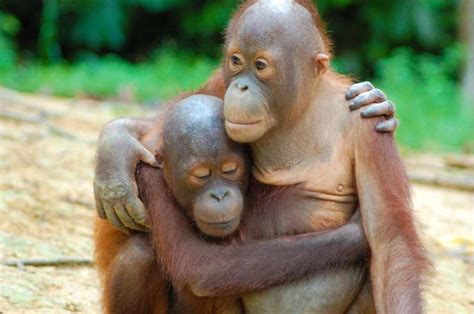 Endangered Bornean orangutans survive in managed forest, decline near ...