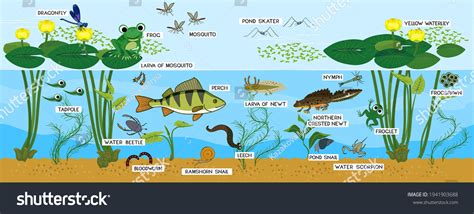 1,540 Pond Ecosystem Illustration Images, Stock Photos & Vectors ...