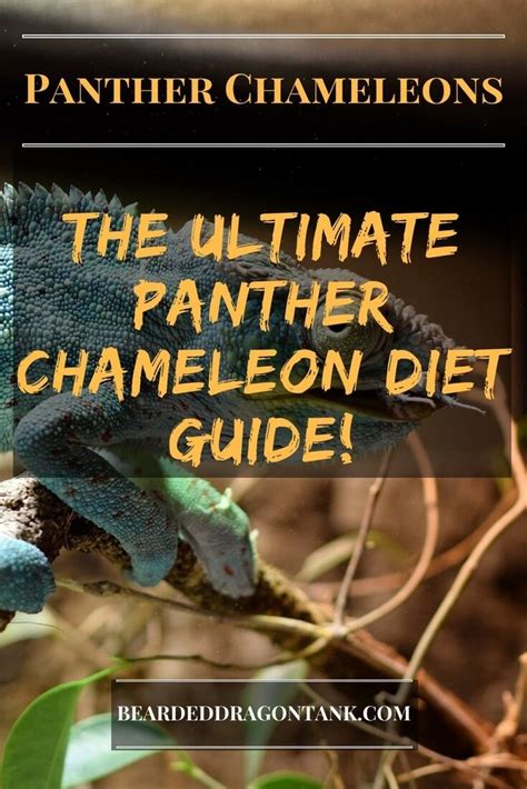 Panther Chameleon Diet Guide | Bearded Dragon Tank