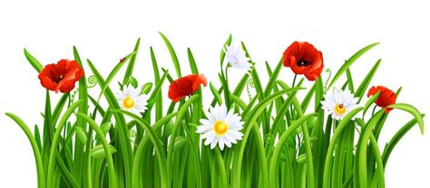 Poppies and Daisies with Grass PNG Clipart Picture | Gallery ...