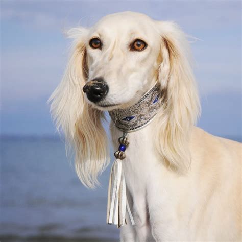 Borzoi vs Saluki: A Detailed Sighthound Comparison - PawCited