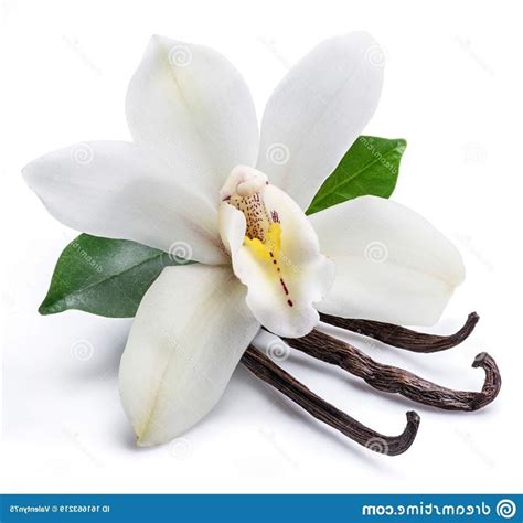 10+ Vanilla Flower Pictures & Photos 🍁 Green Gardens