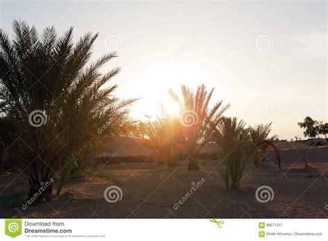 Dawn in an Oasis of Date Palms Sandy Desert of Sahara Stock Image ...