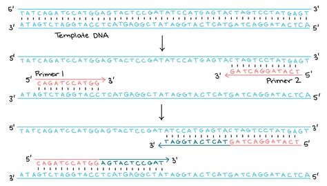 Rt Pcr Technique Videos And Animations - Risala Blog