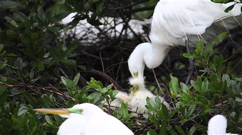 Great Egret Nesting - YouTube