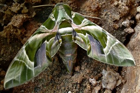 Pandora Sphinx Moth: Identification, Life Cycle, Facts & Pictures