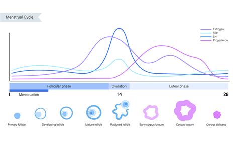 Understanding luteinizing hormone and how it relates to fertility ...