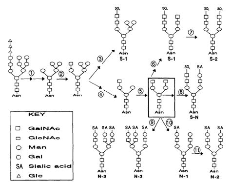 Structural and Functional Roles of FSH and LH as Glycoproteins ...