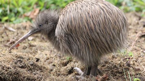 North Island brown kiwi: Understanding translocation success