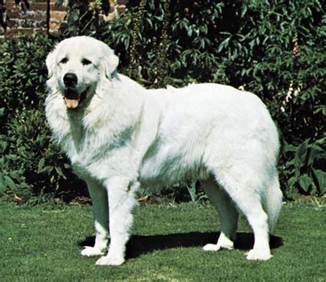 Is A Great Pyrenees A Herding Dog: Unraveling Their Working Instincts