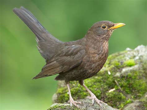 Female Blackbirds: Everything you need to know | Bird Fact