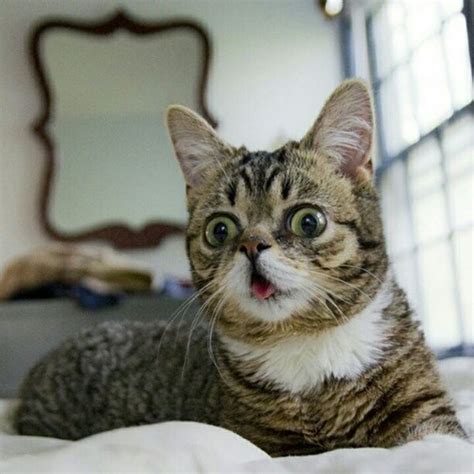 Lil Bub Cat | Animals