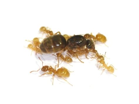 Yellow Meadow Ant Colony – Lasius flavus – Ants UK