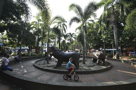 Fear and love surround Escobar's hippos thriving in Colombia | AP News