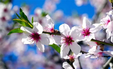 Almond Flower: Meaning, Symbolism, and Colors | Pansy Maiden