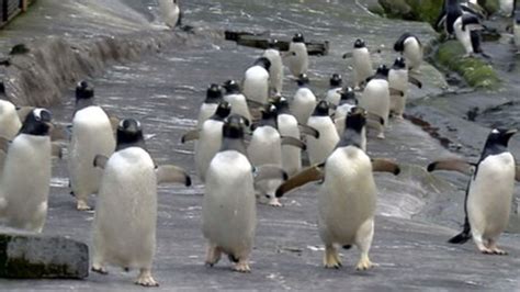 Edinburgh Zoo cancels penguin parade for three months - BBC News