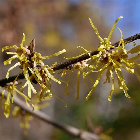 Hamamelis virginiana (Witch Hazel)