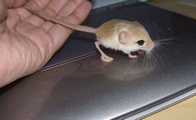 Baluchistan pygmy jerboa, or the dwarf three-toed jerboa ...