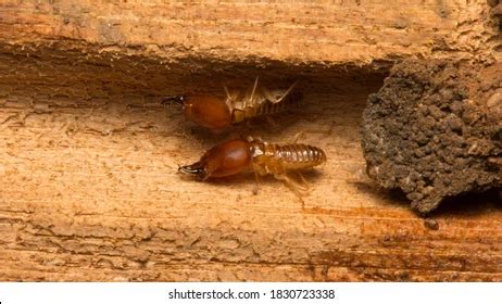 Drywood termite vs. subterranean termite: How to tell the difference