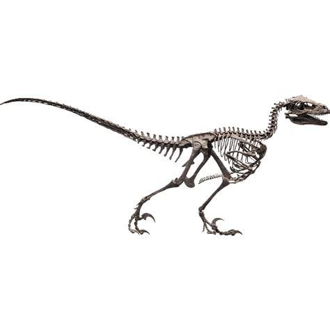 Jurassic Park - Velociraptor Skeleton Bronze 1/4 Scale Statue By Elite ...