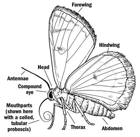 Diagram showing the external features of Moths