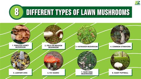 17 Types Of Lawn Mushrooms (with Pictures) Identification, 49% OFF