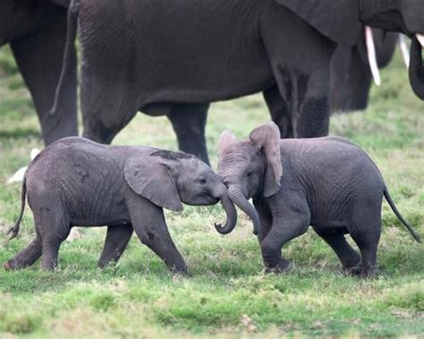 baby elephants playing | Elephants playing, Baby animals, Baby elephant