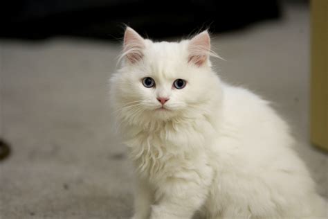 White kitten Cymric cat wallpapers and images - wallpapers, pictures ...