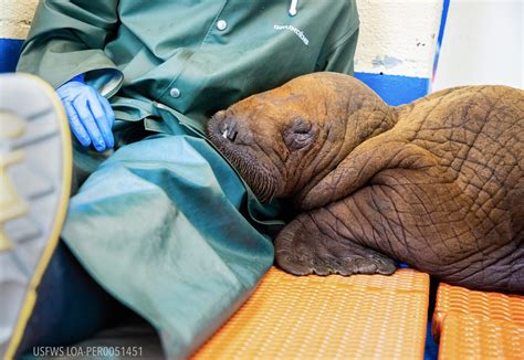 Baby walrus, rescued from Arctic tundra, receives 24-hour cuddle care ...