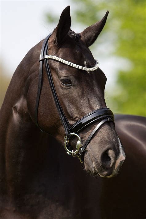 As 25 melhores ideias de Dressage bridle no Pinterest | Cavalos pretos ...