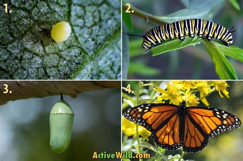 Monarch Butterfly Life Cycle Stages