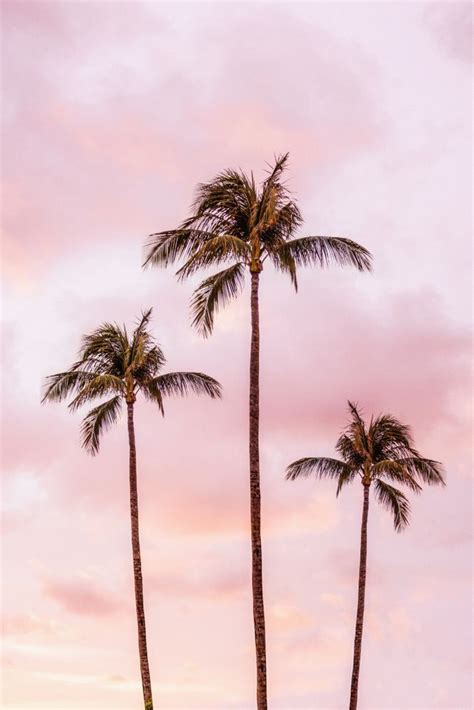 Palm Tree Photography | Landscape | Sunset Unicorn Clouds | Blush ...