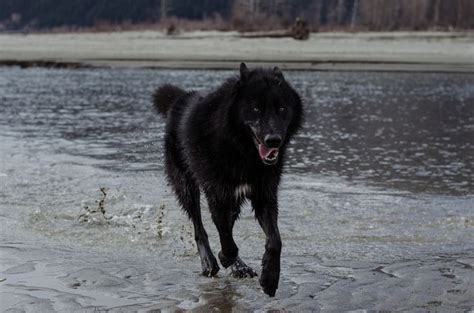 Alaskan Noble Companion Dog | Companion dog, Wolf dog, Dogs