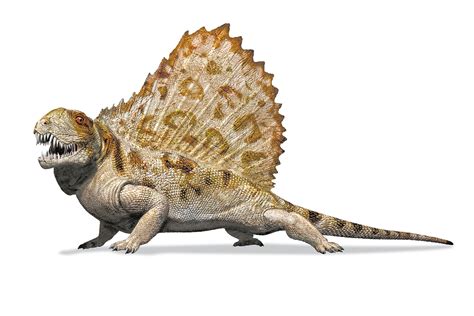 Nile Crocodile (Cow) v Dimetrodon angelensis