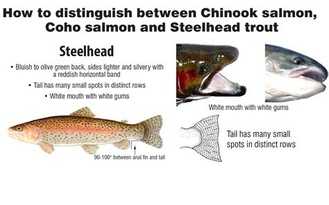 How to distinguish between Chinook salmon, Coho salmon and Steelhead ...