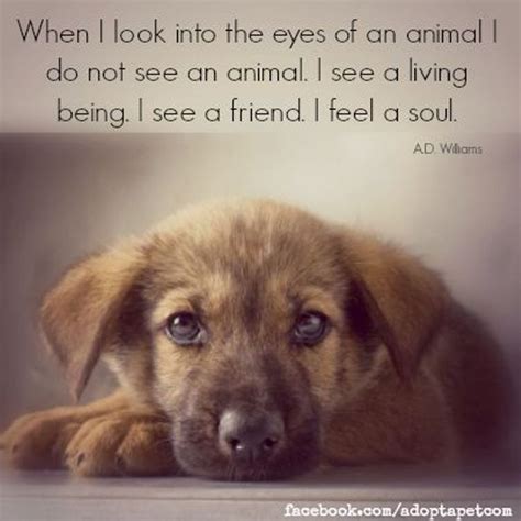 Inspirational Quotes About Animals. QuotesGram