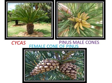 Classification of gymnosperm by chamberlain