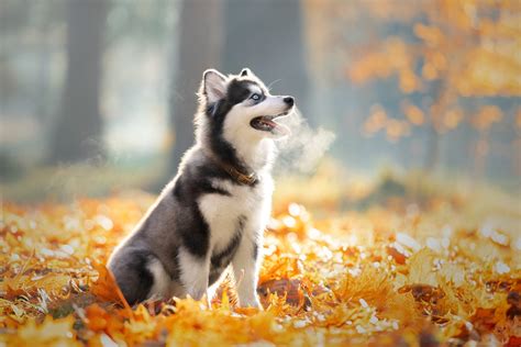 Baby Husky - 1920x1280 Wallpaper - teahub.io