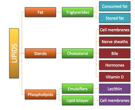 Lipids: Functions, Structure, Derivatives, and Optimal Dietary Intake