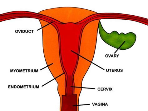 Female Reproductive System Uterus Photographic Print at Art.com