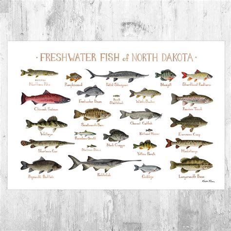 North Dakota Freshwater Fish Field Guide Art Print – Kate Dolamore Art