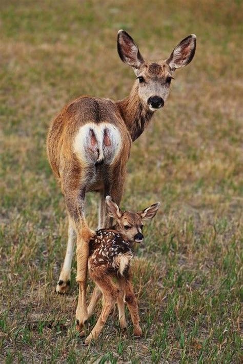 30 Cute Baby Animals Pictures Following Their Moms - Tail and Fur