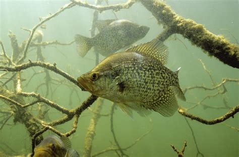 CRAPPIE HABITAT Archives - StructureSpot