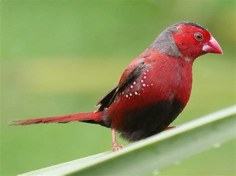 Crimson Finch - eBird