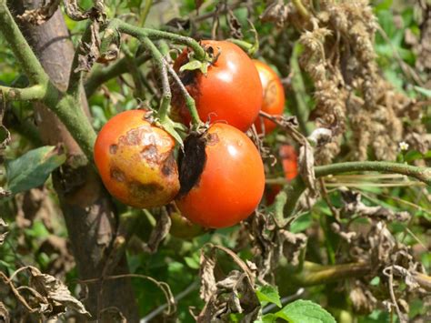 Tomato Blight Solutions: How To Prevent Tomato Blight